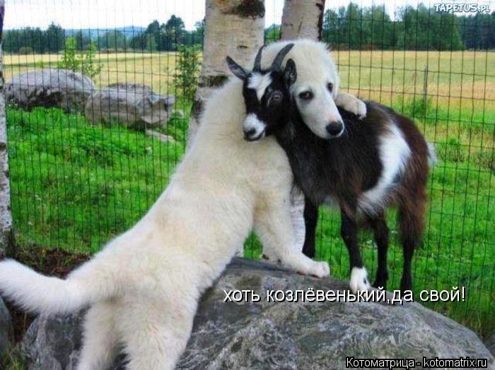 хоть козлёвенький,да свой!... Котоматрица: хоть козлёвенький,да свой!
