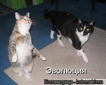 Эволюция... Котоматрица: Эволюция