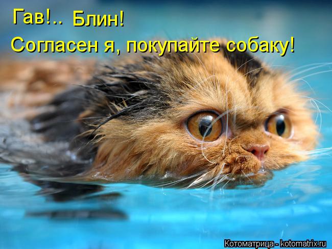 Гав!.. Согласен я, покупайте собаку! Блин!... Котоматрица: Гав!.. Согласен я, покупайте собаку! Блин!