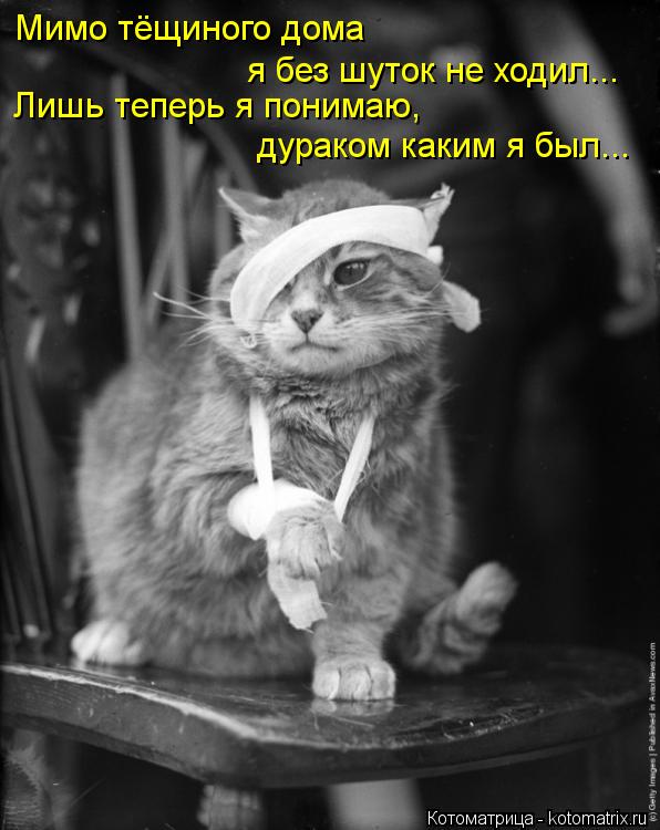 Мимо тёщиного дома я без шуток не ходил... Лишь теперь я понимаю, дураком каким я был...... Котоматрица: Мимо тёщиного дома я без шуток не ходил... Лишь теперь я понимаю, дураком каким я был...
