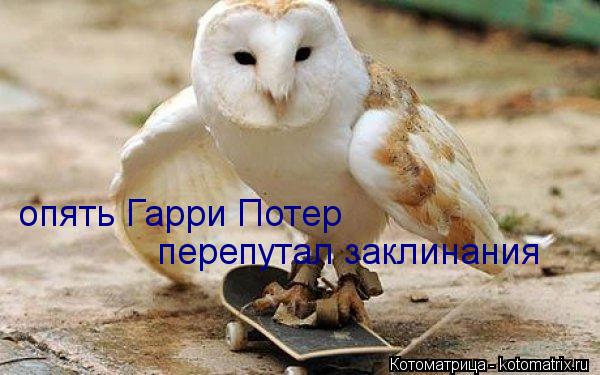 опять Гарри Потер перепутал заклинания... Котоматрица: опять Гарри Потер перепутал заклинания