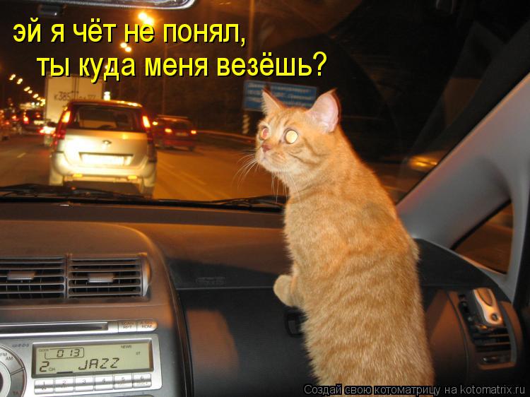 эй я чёт не понял, ты куда меня везёшь?... Котоматрица: эй я чёт не понял, ты куда меня везёшь?