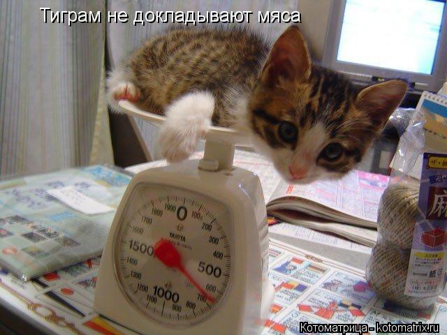 Тиграм не докладывают мяса... Котоматрица: Тиграм не докладывают мяса