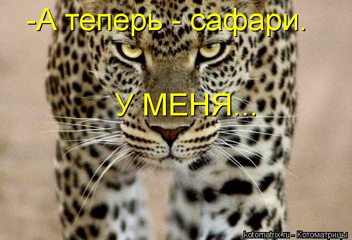 -А теперь - сафари. У МЕНЯ...... Котоматрица: -А теперь - сафари. У МЕНЯ...