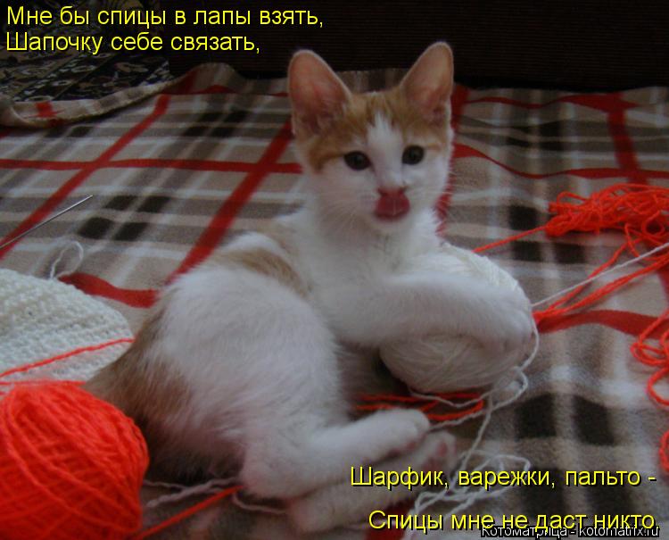 Мне бы спицы в лапы взять, Шапочку себе связать, Шарфик, варежки, пальто - Спицы мне не даст никто.... Котоматрица: Мне бы спицы в лапы взять, Шапочку себе связать, Шарфик, варежки, пальто - Спицы мне не даст никто.