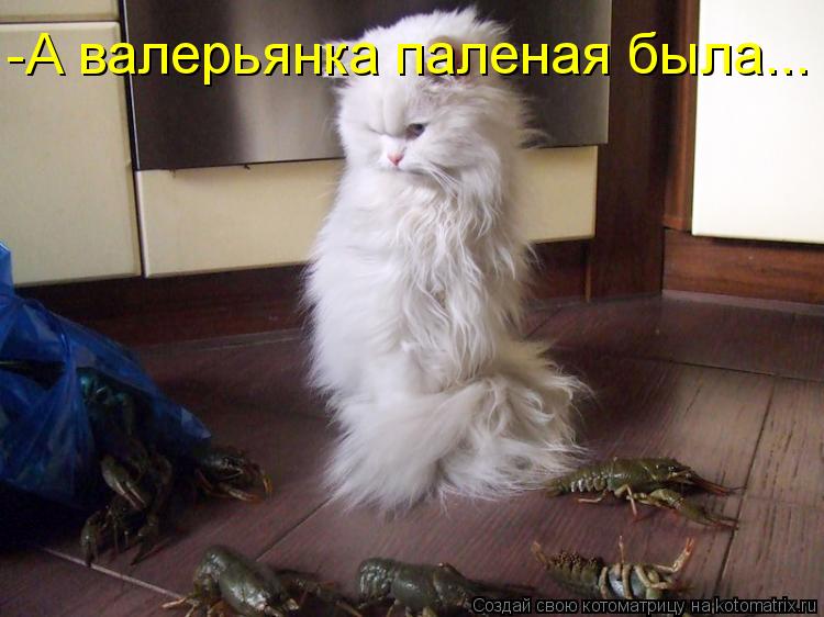 -А валерьянка паленая была...... Котоматрица: -А валерьянка паленая была...