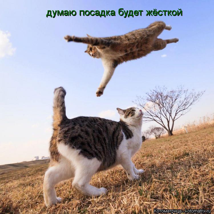 думаю посадка будет жёсткой думаю посадка будет жёсткой... Котоматрица: думаю посадка будет жёсткой думаю посадка будет жёсткой
