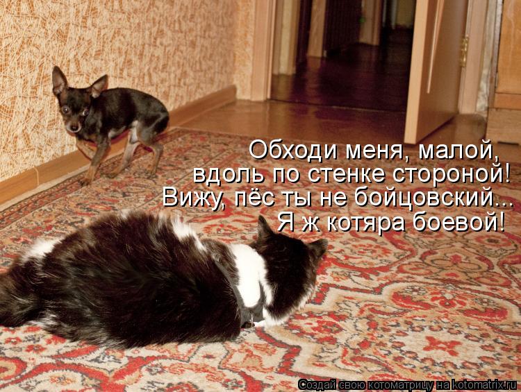 вдоль по стенке стороной! Обходи меня, малой, Вижу, пёс ты не бойцовский... Я ж котяра боевой!... Котоматрица: вдоль по стенке стороной! Обходи меня, малой, Вижу, пёс ты не бойцовский... Я ж котяра боевой!