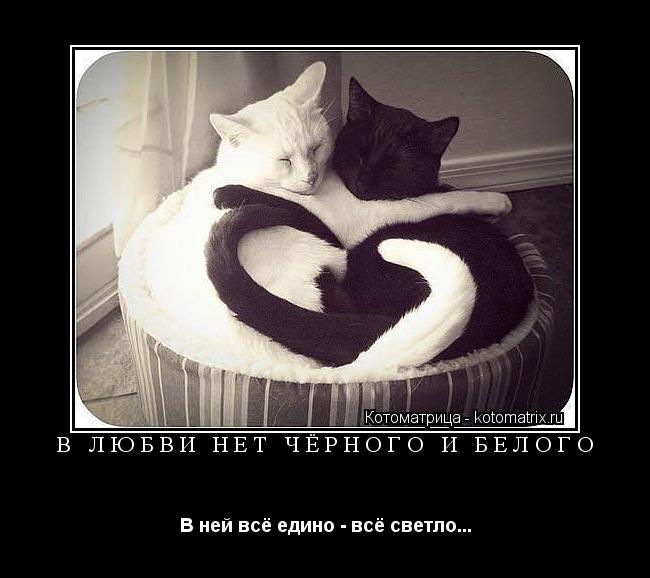 В ЛЮБВИ НЕТ ЧЁРНОГО И БЕЛОГО В ней всё едино - всё светло...... Котоматрица: В ЛЮБВИ НЕТ ЧЁРНОГО И БЕЛОГО В ней всё едино - всё светло...
