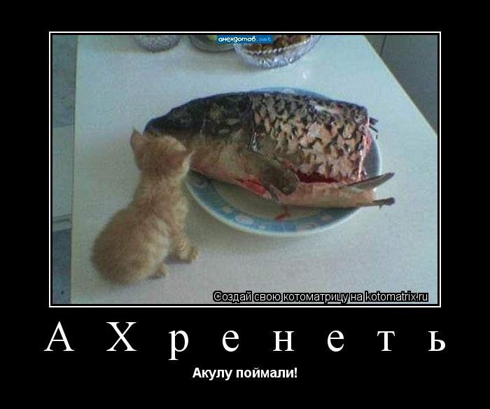 А Х р е н е т ь Акулу поймали!... Котоматрица: А Х р е н е т ь Акулу поймали!