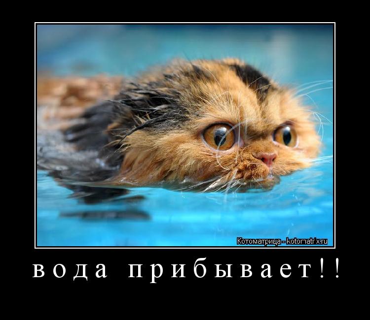 вода прибывает!! ... Котоматрица: вода прибывает!!
