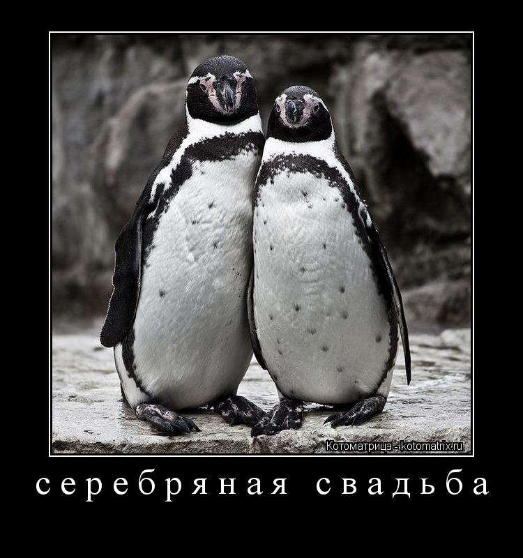 серебряная свадьба ... Котоматрица: серебряная свадьба