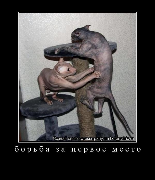борьба за первое место ... Котоматрица: борьба за первое место