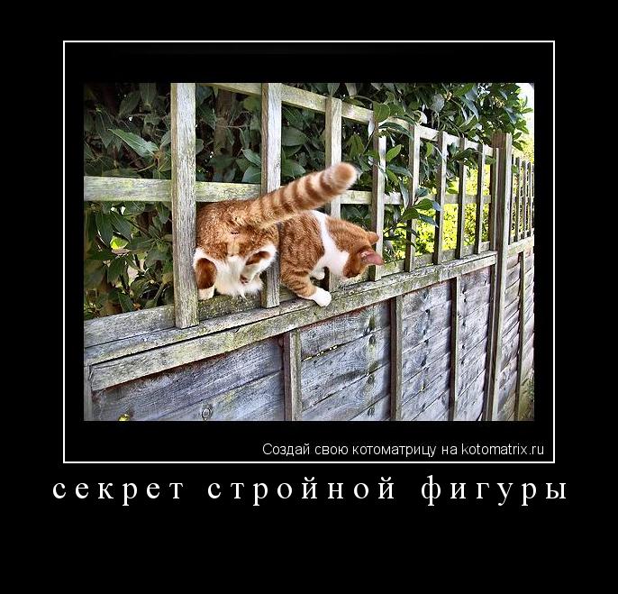 секрет стройной фигуры ... Котоматрица: секрет стройной фигуры