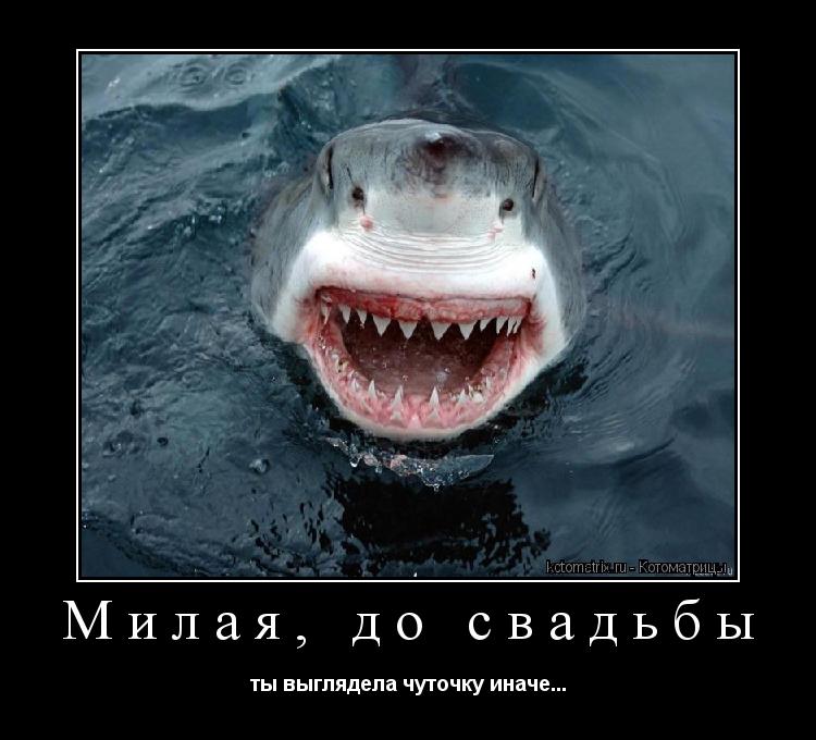 Милая, до свадьбы ты выглядела чуточку иначе...... Котоматрица: Милая, до свадьбы ты выглядела чуточку иначе...