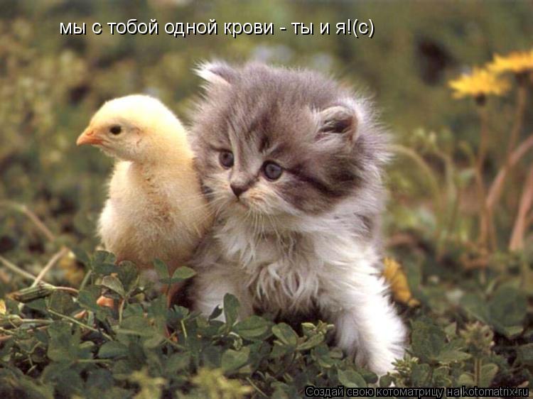 мы с тобой одной крови - ты и я!(с)... Котоматрица: мы с тобой одной крови - ты и я!(с)