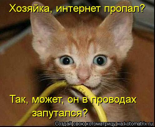 Хозяйка, интернет пропал? Так, может, он в проводах запутался?... Котоматрица: Хозяйка, интернет пропал? Так, может, он в проводах запутался?