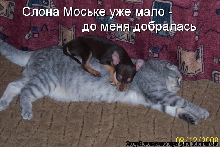Слона Моське уже мало - до меня добралась... Котоматрица: Слона Моське уже мало - до меня добралась