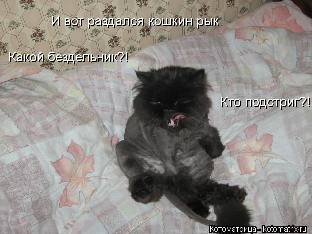 И вот раздался кошкин рык Какой бездельник?! Кто подстриг?!... Котоматрица: И вот раздался кошкин рык Какой бездельник?! Кто подстриг?!