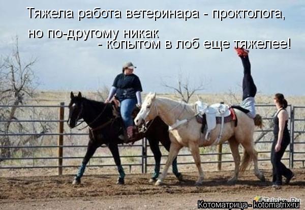 Тяжела работа ветеринара - проктолога, но по-другому никак - копытом в лоб еще тяжелее!... Котоматрица: Тяжела работа ветеринара - проктолога, но по-другому никак - копытом в лоб еще тяжелее!