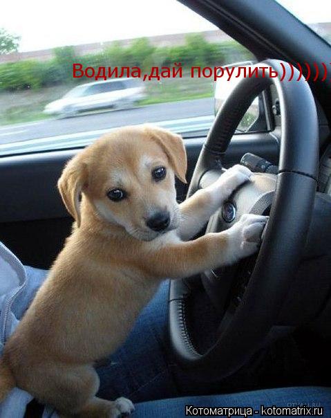 Водила,дай порулить)))))))... Котоматрица: Водила,дай порулить)))))))