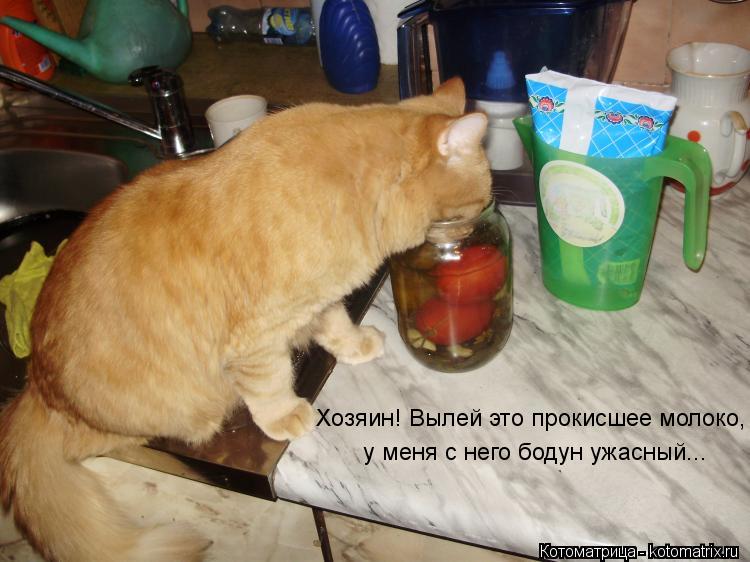 Хозяин! Вылей это прокисшее молоко, у меня с него бодун ужасный...... Котоматрица: Хозяин! Вылей это прокисшее молоко, у меня с него бодун ужасный...