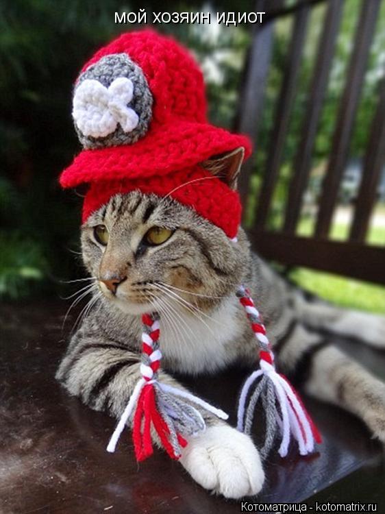 мой хозяин идиот... Котоматрица: мой хозяин идиот
