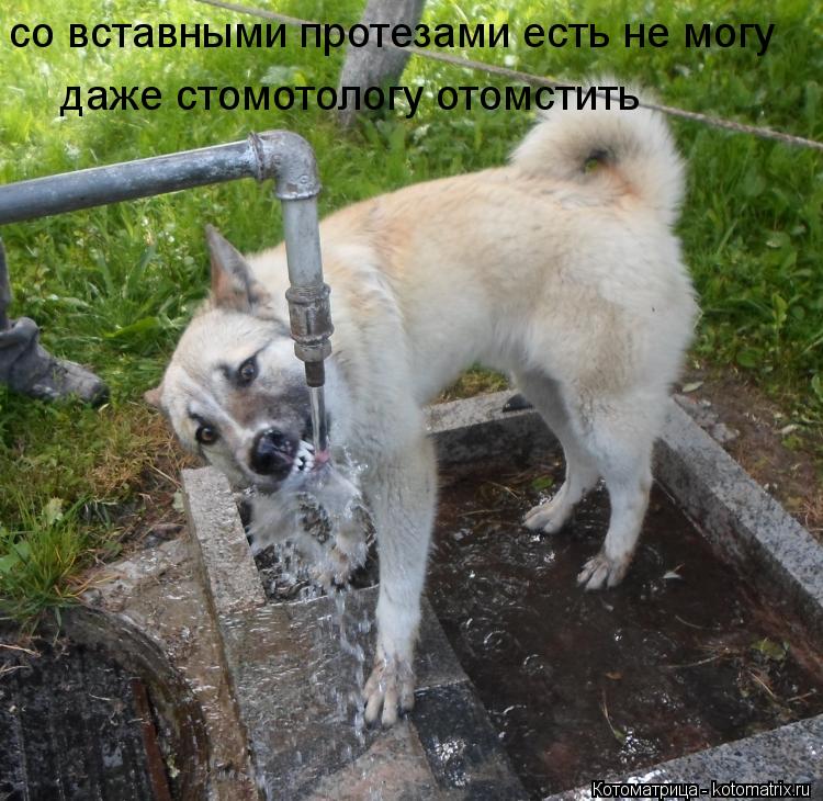 со вставными протезами есть не могу даже стомотологу отомстить... Котоматрица: со вставными протезами есть не могу даже стомотологу отомстить