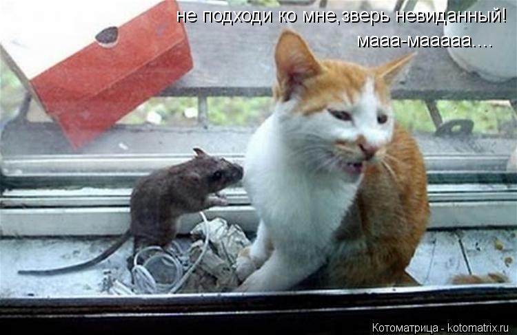 не подходи ко мне,зверь невиданный! мааа-мааааа....... Котоматрица: не подходи ко мне,зверь невиданный! мааа-мааааа....
