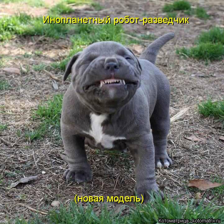 Инопланетный робот-разведчик (новая модель)... Котоматрица: Инопланетный робот-разведчик (новая модель)