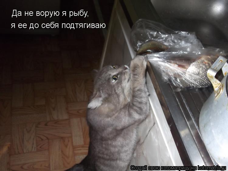 Да не ворую я рыбу, я ее до себя подтягиваю... Котоматрица: Да не ворую я рыбу, я ее до себя подтягиваю