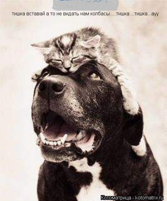 тишка вставай а то не видать нам колбасы.....тишка....тишка...ауу... Котоматрица: тишка вставай а то не видать нам колбасы.....тишка....тишка...ауу