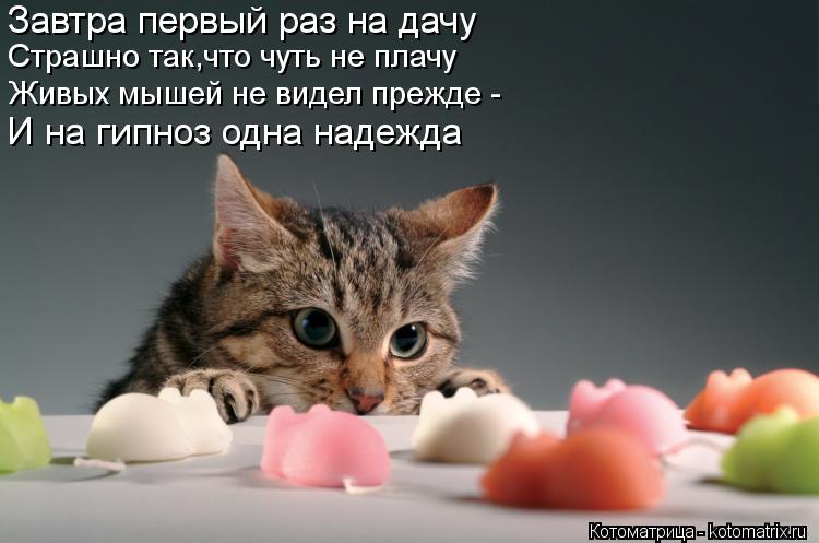 Завтра первый раз на дачу Страшно так,что чуть не плачу Живых мышей не видел прежде - И на гипноз одн... Котоматрица: Завтра первый раз на дачу Страшно так,что чуть не плачу Живых мышей не видел прежде - И на гипноз одна надежда