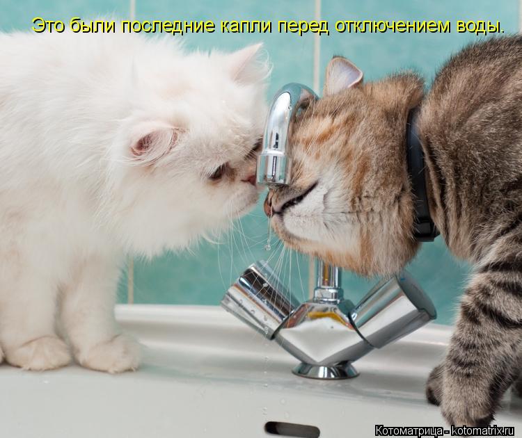 Это были последние капли перед отключением воды.... Котоматрица: Это были последние капли перед отключением воды.
