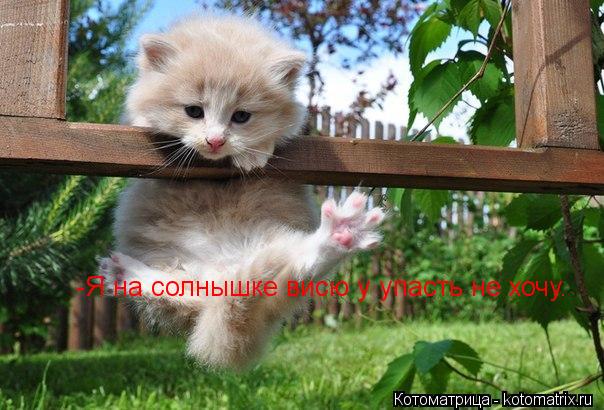 -Я на солнышке висю у упасть не хочу.... Котоматрица: -Я на солнышке висю у упасть не хочу.