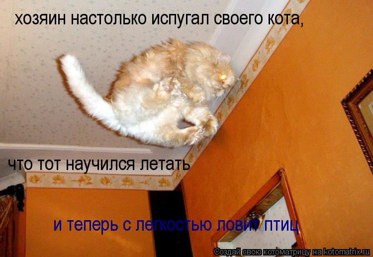 хозяин настолько испугал своего кота, что тот научился летать и теперь с легкостью ловит птиц... Котоматрица: хозяин настолько испугал своего кота, что тот научился летать и теперь с легкостью ловит птиц