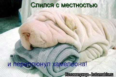 Слился с местностью и переплюнул хамелеона!... Котоматрица: Слился с местностью и переплюнул хамелеона!