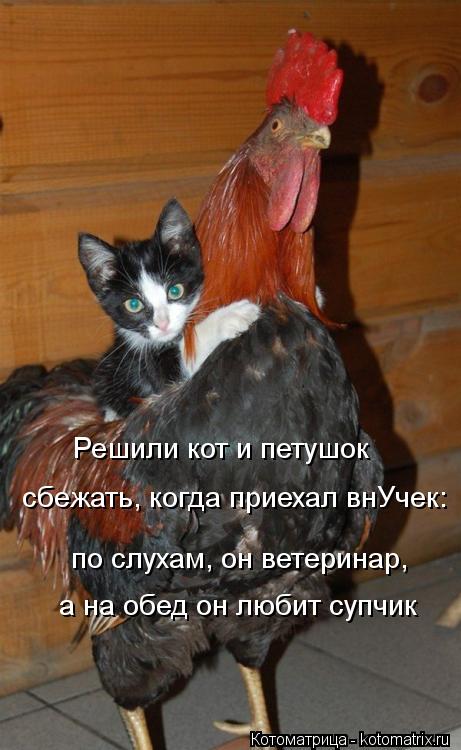Решили кот и петушок сбежать, когда приехал внУчек: по слухам, он ветеринар, а на обед он любит с... Котоматрица: Решили кот и петушок сбежать, когда приехал внУчек: по слухам, он ветеринар, а на обед он любит супчик