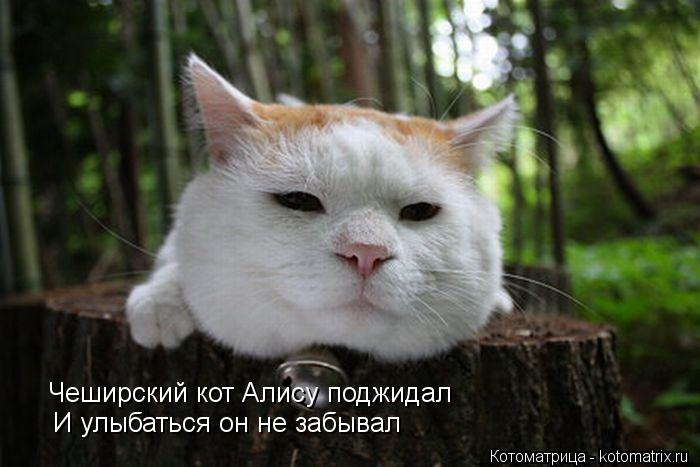 Чеширский кот Алису поджидал И улыбаться он не забывал... Котоматрица: Чеширский кот Алису поджидал И улыбаться он не забывал