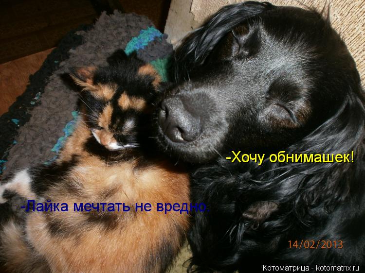 -Хочу обнимашек! -Лайка мечтать не вредно.... Котоматрица: -Хочу обнимашек! -Лайка мечтать не вредно.
