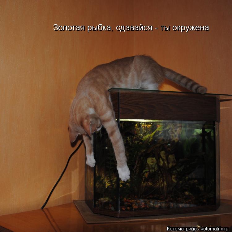 Золотая рыбка, сдавайся - ты окружена... Котоматрица: Золотая рыбка, сдавайся - ты окружена