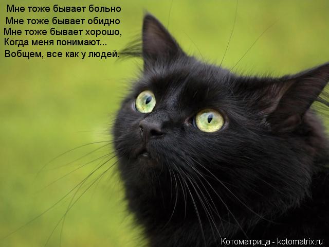 Мне тоже бывает больно Мне тоже бывает обидно Мне тоже бывает хорошо, Когда меня понимают... Вобщем, ... Котоматрица: Мне тоже бывает больно Мне тоже бывает обидно Мне тоже бывает хорошо, Когда меня понимают... Вобщем, все как у людей.