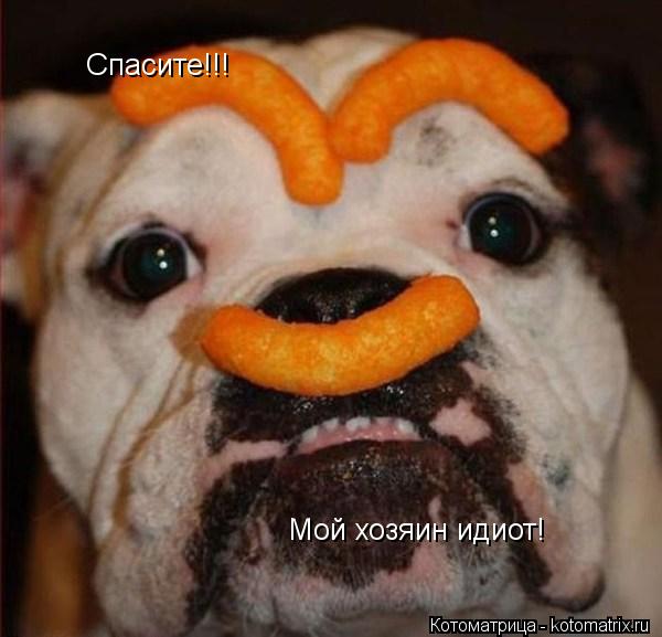 Спасите!!! Мой хозяин идиот!... Котоматрица: Спасите!!! Мой хозяин идиот!