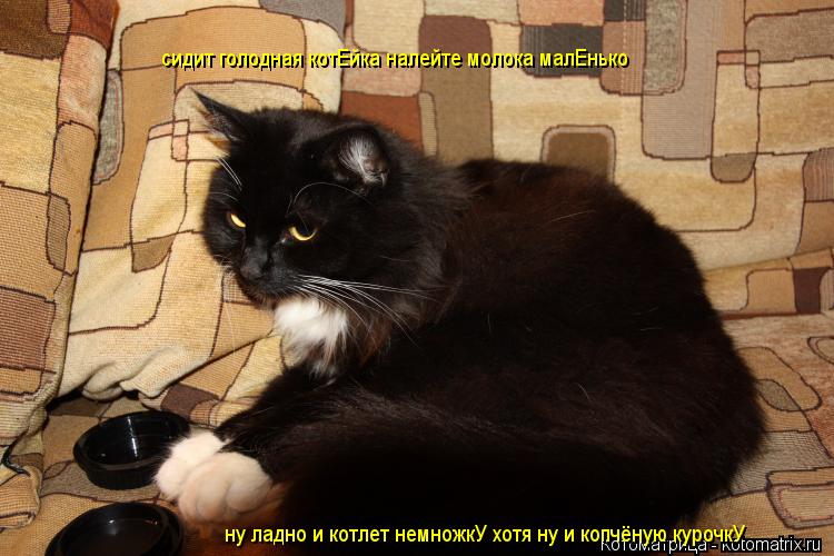 сидит голодная котЕйка налейте молока малЕнько ну ладно и котлет немножкУ хотя ну и копчёную курочкУ... Котоматрица: сидит голодная котЕйка налейте молока малЕнько ну ладно и котлет немножкУ хотя ну и копчёную курочкУ