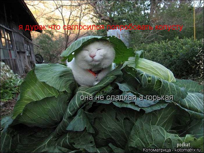 я дурак что саглосился попробовать копусту она не сладкая а горькая... Котоматрица: я дурак что саглосился попробовать копусту она не сладкая а горькая