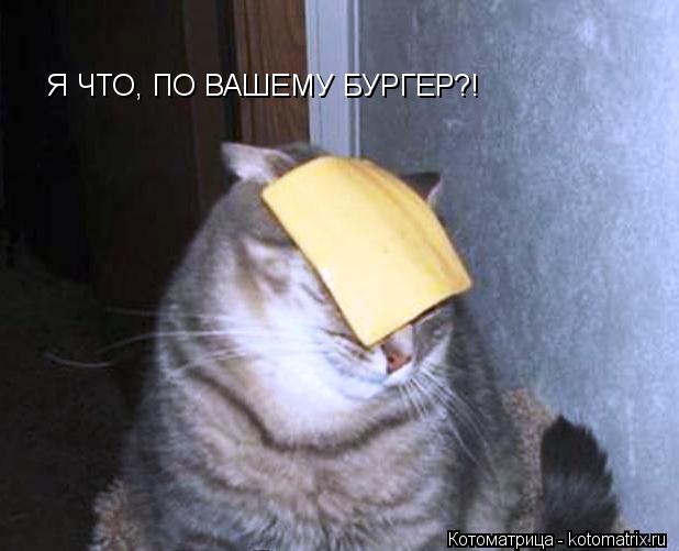 Я ЧТО, ПО ВАШЕМУ БУРГЕР?!... Котоматрица: Я ЧТО, ПО ВАШЕМУ БУРГЕР?!