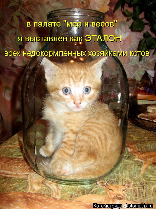 в палате "мер и весов" всех недокормленных хозяйками котов я выставлен как ЭТАЛОН... Котоматрица: в палате "мер и весов" всех недокормленных хозяйками котов я выставлен как ЭТАЛОН
