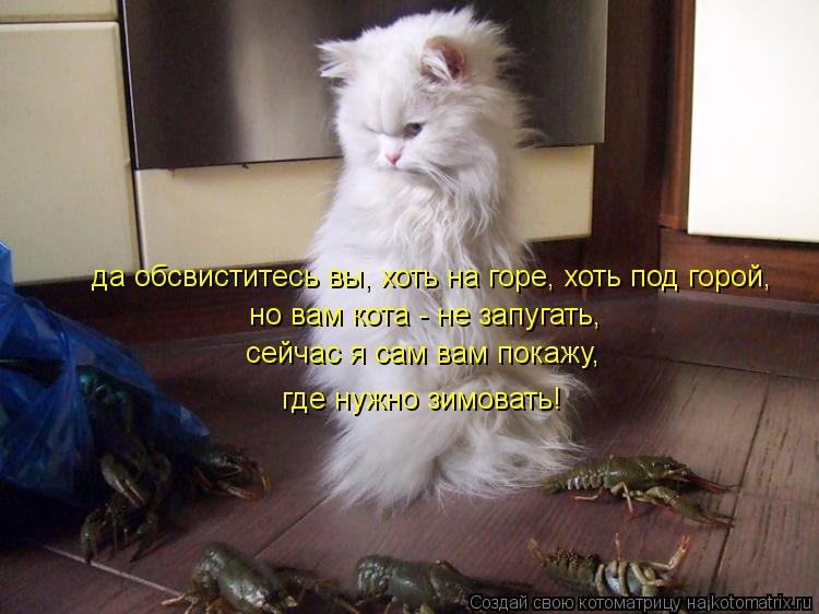 да обсвиститесь вы, хоть на горе, хоть под горой, но вам кота - не запугать, сейчас я сам вам покажу,... Котоматрица: да обсвиститесь вы, хоть на горе, хоть под горой, но вам кота - не запугать, сейчас я сам вам покажу, где нужно зимовать!