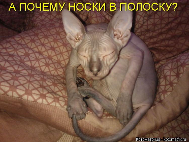 А ПОЧЕМУ НОСКИ В ПОЛОСКУ?... Котоматрица: А ПОЧЕМУ НОСКИ В ПОЛОСКУ?