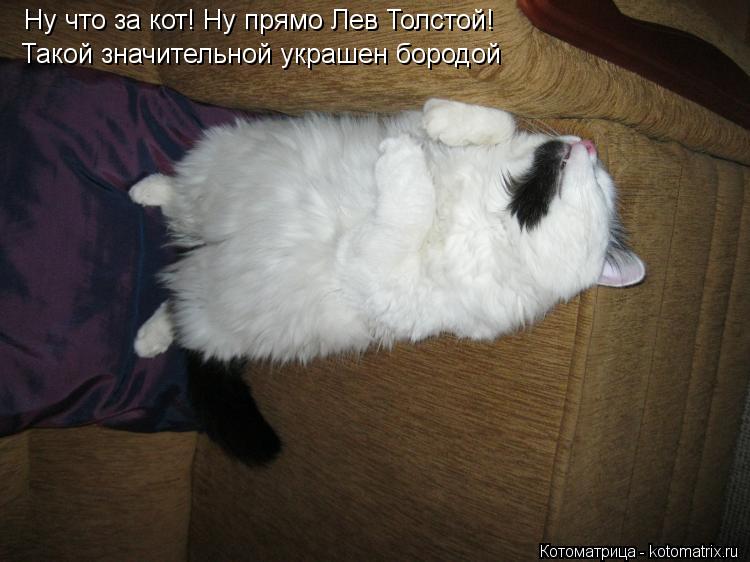 Ну что за кот! Ну прямо Лев Толстой! Такой значительной украшен бородой... Котоматрица: Ну что за кот! Ну прямо Лев Толстой! Такой значительной украшен бородой